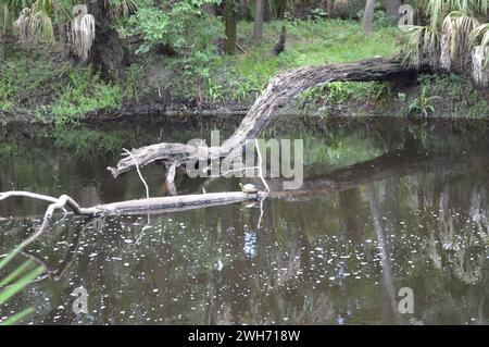 Sonnenschildkröte Stockfoto