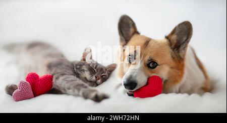 Valentinstag-Karte mit süßen ein paar pelzigen Freunden Corgi Hund und Katze, die auf einem weißen Betthintergrund liegen, umgeben von roten Herzsymbolen Stockfoto