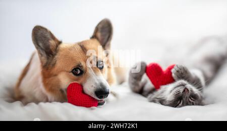 Valentinskarte mit niedlichem Corgi Hund und Katze, die auf einem weißen Betthintergrund liegen, umgeben von roten Herzsymbolen Stockfoto