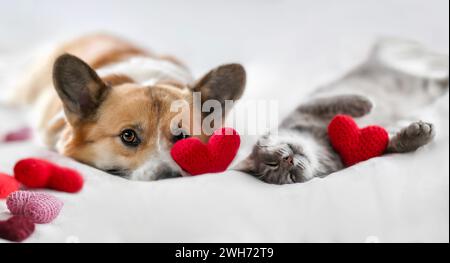 valentinskarte süßer Corgi Hund und Tabby Katze liegen und schlafen auf einer weißen Decke, umgeben von Herzen Stockfoto