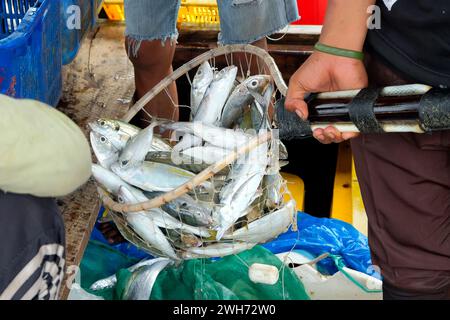 Frischer Fisch kam gerade aus dem Meer, gefangen von Fischern in den Träumen der Fischer Stockfoto