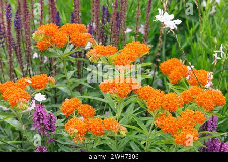 Asclepias Tuberosa. Wolfsmilch Blumen. Stockfoto