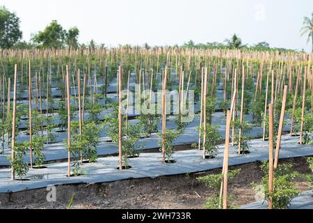 Reihen von Chiligemüse, die in landwirtschaftlichen Plantagen angebaut werden. Stockfoto