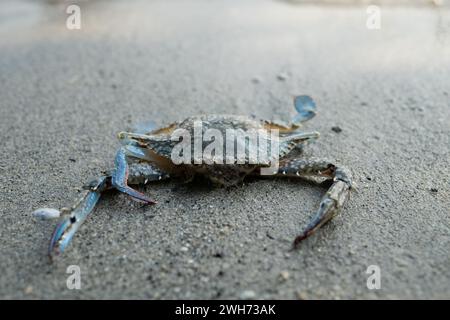 Blaue Krabbe (Callinectes sapidus) am Strand Sand Stockfoto