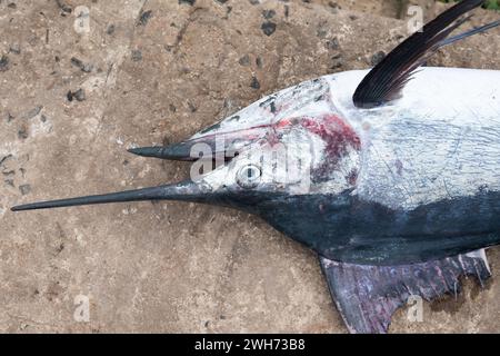 Ein Marlin-Fisch, der gefangen wird und auf dem Fischmarkt verkauft wird. Stockfoto