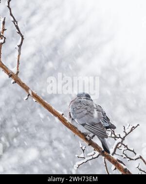 Mansfield Woodhouse, England, Großbritannien. Februar 2024. Wetter in Großbritannien. Wood Pigeon versenkt sich auf einem Ast und schützt vor starken Schneeschauer in den East Midlands. Quelle: Alan Keith Beastall/Alamy Live News Stockfoto