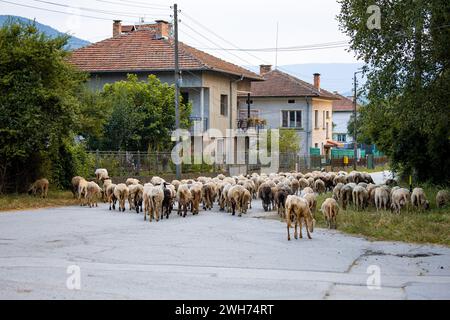 Schafherde auf dem Weg von der Weide zum Stall in einem kleinen Dorf in Bulgarien. Häuser entlang der Straße. Stockfoto