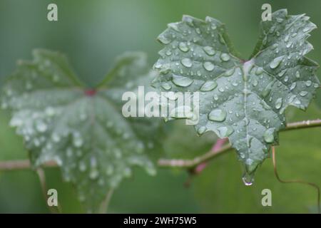 Das restliche Regenwasser klebt noch an den Blättern und Blüten Stockfoto