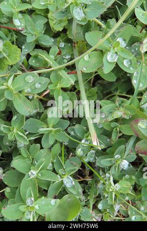 Wiesenpflanzen mit Tautropfen/Regentropfen Stockfoto