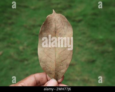 Trockenes Blatt, das zwischen zwei Fingern der Hand eingeklemmt wurde, isoliert auf einem unscharfen grünen Grashintergrund Stockfoto