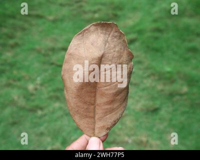 Trockenes Blatt, das zwischen zwei Fingern der Hand eingeklemmt wurde, isoliert auf einem unscharfen grünen Grashintergrund Stockfoto