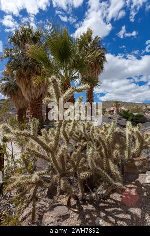 Silver cholla und California Fan Palms auf dem Gelände von Scotty's Castle im Death Valley National Park in der Mojave Desert, Kalifornien. Stockfoto