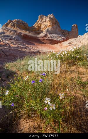 Blühende Wildblumen im White Pocket Recreation Area, Vermilion Cliffs National Monument, Arizona. Stockfoto