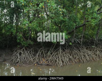 Mangrovenwälder, die in Salzwassersumpfgebieten wachsen, sind in tropischen Gebieten leicht zu finden Stockfoto