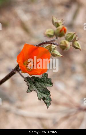 Desert Globemallow, Sphaeralcea ambigua, in Blüte im Death Valley National Park, Kalifornien. Stockfoto