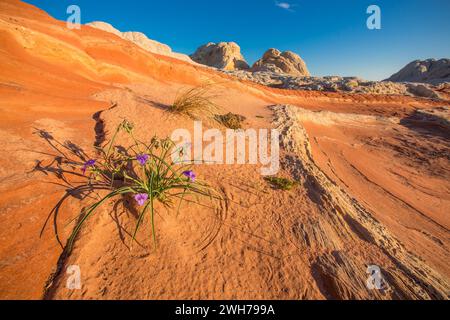 Prairie Spinnenblumen blühen im White Pocket Recreation Area, Vermilion Cliffs National Monument, Arizona. Stockfoto