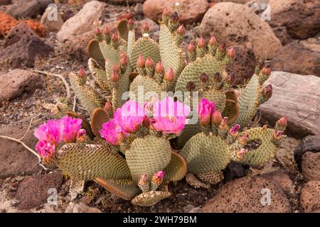 Beavertail Cactus, Opuntia basilaris, blüht im Frühjahr im Death Valley National Park in der Mojave-Wüste in Kalifornien. Stockfoto