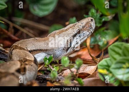 Boa constrictor Kopf Nahaufnahme schöne Musterschlange Stockfoto