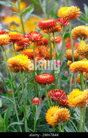 Helichrysum bracteatum blüht im Sommer. Xerochrysum bracteatum Blüten. Stockfoto