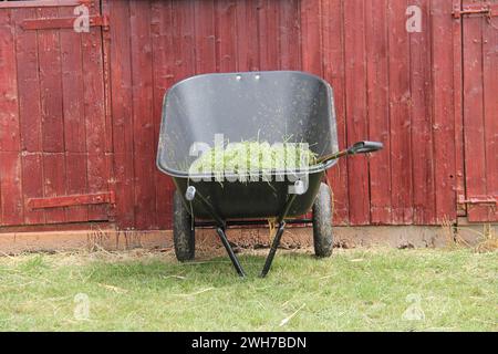 Eine Plastikkarre mit Grasfutter für einen Pferdestall. Stockfoto