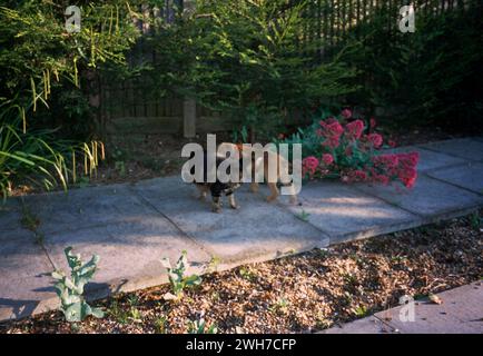 Tabby Tom Cat und Border Terrier Hündchen kreisten einander und schnüffeln ihren Duft in Garden Surrey England Stockfoto