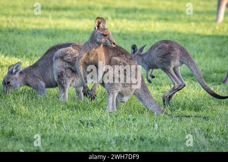 Familie der Kängurus (Macropodidae), Australien Stockfoto