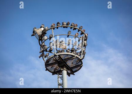 Tauben sitzen auf einem alten Flutlichtmast im Hafen Deutz, Köln. Tauben sitzen auf einem alten Scheinwerfermast im Deutzer Hafen, Köln, Stockfoto