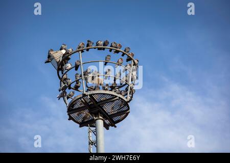 Tauben sitzen auf einem alten Flutlichtmast im Hafen Deutz, Köln. Tauben sitzen auf einem alten Scheinwerfermast im Deutzer Hafen, Köln, Stockfoto