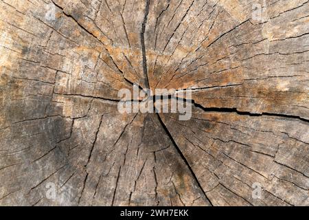 Trockener Baumstamm mit Rissen und Ringen aus dem Alter des Baumes horizontal Stockfoto