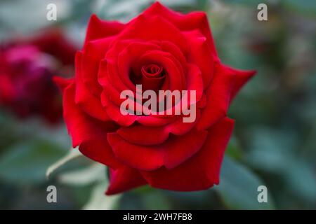 Schöne große rote Rose auf grünem Hintergrund von Blättern Stockfoto