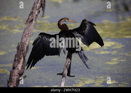 Orientalischer Dart am Ufer eines Sees Stockfoto