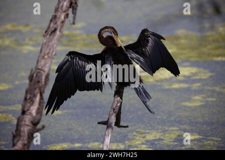 Orientalischer Dart am Ufer eines Sees Stockfoto