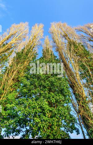 Großes Wachstum von Efeu (Hedera), das auf Pappeln (Populus) wächst - Yzeures-sur-Creuse, Indre-et-Loire (37), Frankreich. Stockfoto