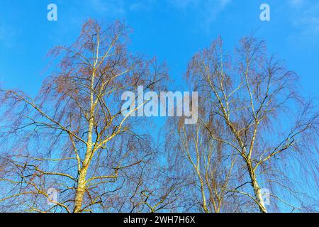 Silberbirken (Betula pendula) im Winterabendlicht - Yzeures-sur-Creuse, Indre-et-Loire (37), Frankreich. Stockfoto