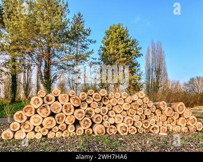 Stapel gefällter Pappel (Populus)-Baumstämme, die zur gewerblichen Verwendung gesammelt werden sollen - Yzeures-sur-Creuse, Indre-et-Loire (37), Frankreich. Stockfoto