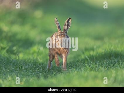 Eine detaillierte Nahaufnahme eines wilden Braunen Hasen (Lepus europaeus) mit großen Ohren, der entlang eines Grasrandes direkt zur Kamera läuft. Suffolk, Großbritannien. Stockfoto