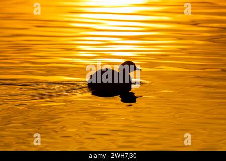 Little Grebe, Isola della Cona, Italien Stockfoto