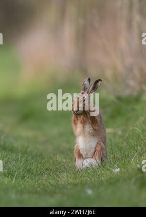 Ein brauner Hase (Lepus europaeus), der aufsteht und sein Gesicht mit den Pfoten wäscht. Ein süßer Schuss von einem schüchternen Wildtier. Suffolk, Großbritannien Stockfoto