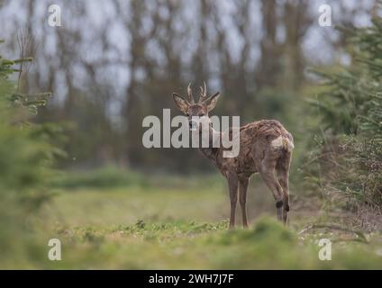 Ein männlicher Reh (Capreolus capreolus), der in einer Weihnachtsbaumernte auf einer Suffolk-Farm in die Kamera blickt. Er hat seinen Wintermantel gemalt. UK. Stockfoto