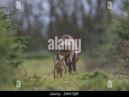 Eine ungewöhnliche Aufnahme eines wilden Braunhasen (Lepus europaeus) mit einem Reh-Bock im Hintergrund. Zwei einheimische Säugetierarten zusammen. Suffolk, Großbritannien. Stockfoto
