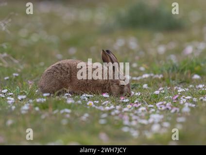 Ein Braunhase Leveret ( Lepus europaeus), der sich glücklich im Gras in einem Teppich aus Gänseblümchen auf dem Bauernhof ernährt. Suffolk UK Stockfoto