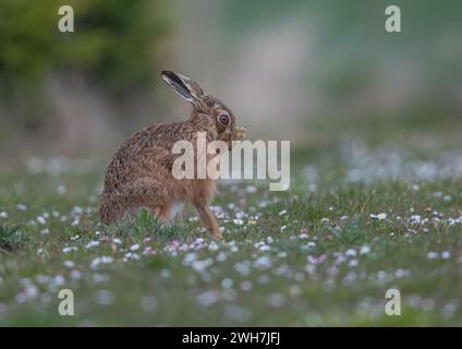 Ein auffälliger farbiger Braunhase (Lepus europaeus), der sein Gesicht in einem Teppich aus Gänseblümchen wäscht und pflegt. Suffolk, Großbritannien Stockfoto