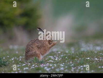 Ein auffälliger farbiger Braunhase (Lepus europaeus), der sein Gesicht in einem Teppich aus Gänseblümchen wäscht und pflegt. Suffolk, Großbritannien Stockfoto