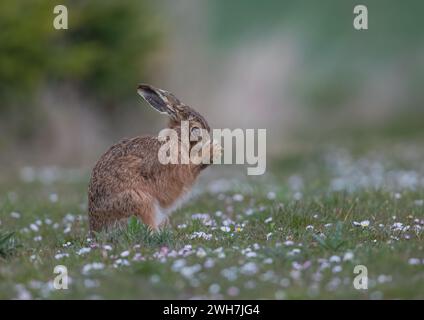 Ein auffälliger farbiger Braunhase (Lepus europaeus), der sein Gesicht in einem Teppich aus Gänseblümchen wäscht und pflegt. Suffolk, Großbritannien Stockfoto