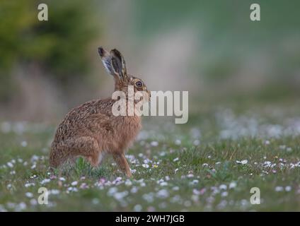 Ein auffälliger farbiger Braunhase (Lepus europaeus), wachsam und aufrecht sitzend, in einem Teppich aus Gänseblümchen. Suffolk, Großbritannien Stockfoto