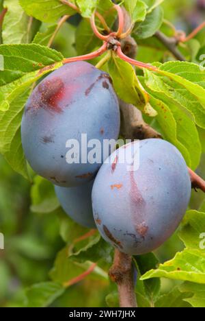 U-Pick Brooks Pflaumen, Marion County, Oregon Stockfoto