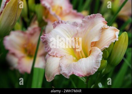 Wunderschöne, weiche rosa Taglilienblume der Eissorte und elegante Candy-Nahaufnahme. Blühende Frühlingsblumen im Garten. Varietäten von Taglilien. Stockfoto