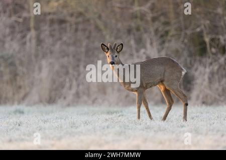 REH / Rehbock Capreolus capreolus im Winter, Winterfell, Bastgeweih, steht am Waldrand bei Sonnenaufgang auf einer schneebedeckten frostigen Wiese, äugt, sichert, heimische Tierwelt, wildlilfe, Deutschland, Europa. Rehe Capreolus capreolus, männlich im Winter, Bock, Samtgeweih, stehend am Rande eines Waldes auf einer schneebedeckten Wiese, Wildilfe, Europa. Nordrhein-Westfalen Deutschland, Westeuropa Stockfoto