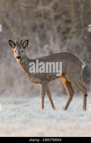 REH / Rehbock Capreolus capreolus im Winter, Winterfell, Bastgeweih, steht am Waldrand bei Sonnenaufgang auf einer schneebedeckten frostigen Wiese, äugt, sichert, heimische Tierwelt, wildlilfe, Deutschland, Europa. Rehe Capreolus capreolus, männlich im Winter, Bock, Samtgeweih, stehend am Rande eines Waldes auf einer schneebedeckten Wiese, Wildilfe, Europa. Nordrhein-Westfalen Deutschland, Westeuropa Stockfoto
