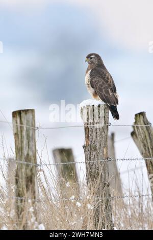 Mäusebussard Buteo buteo im kalten Winter, sitzt auf einem Zaunpfahl im Schnee, häufigster heimischer Greifvogel, Wild, Deutschland, Europa. *** Gemeiner Bussard Buteo buteo in einem kalten Winter, hoch auf einem Zaunpfosten, bedeckt mit Schnee, Tierwelt, Europa. Nordrhein-Westfalen Deutschland, Westeuropa Stockfoto